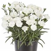 Rokoko-Nelke 'Sweet Pleasure® White'