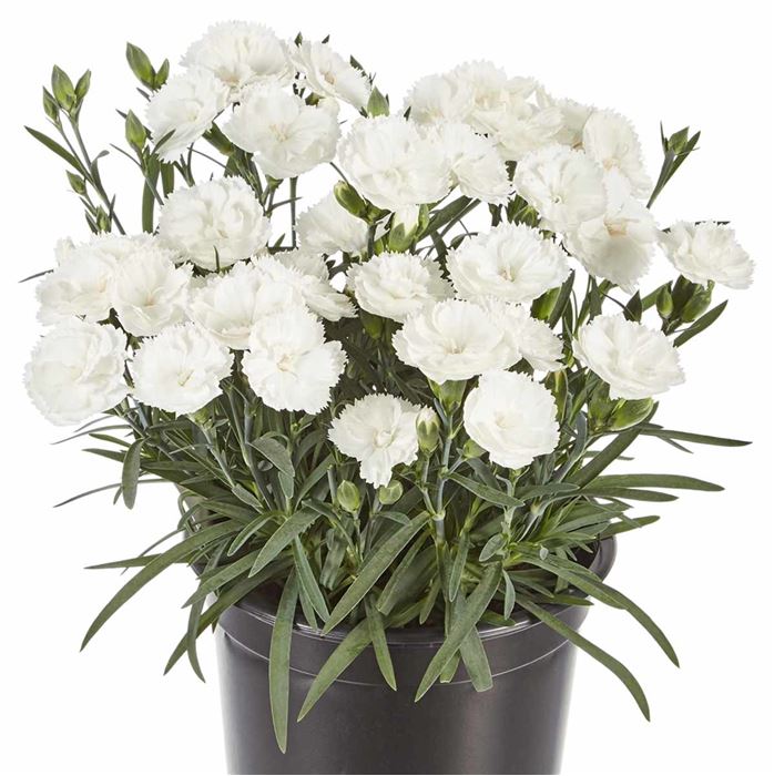 Rokoko-Nelke 'Sweet Pleasure® White'