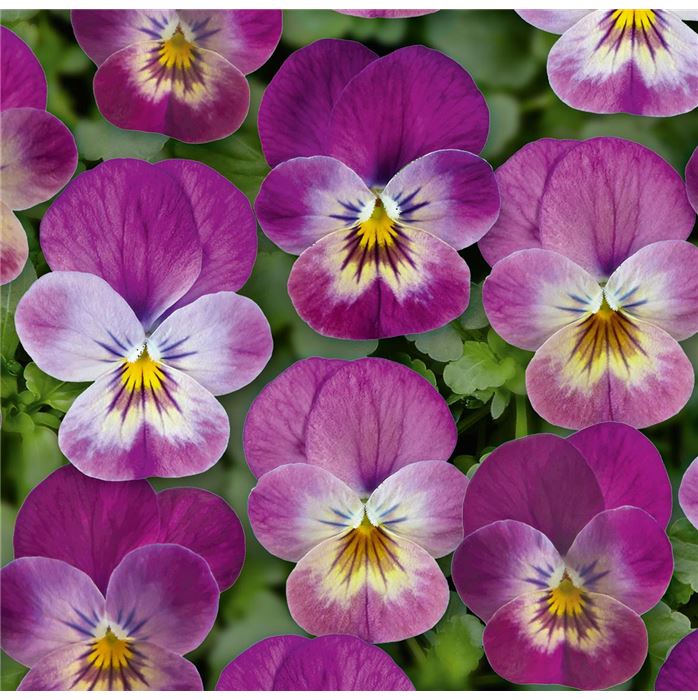 Mini-Winterveilchen 'Ice Babies® Pink' F1