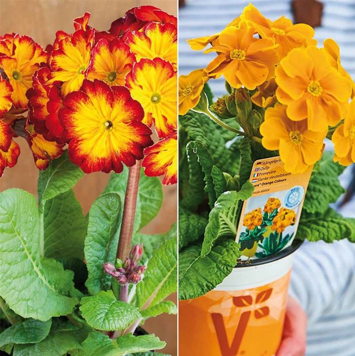 Stängel-Primel 'Inara® Golden Sunshine'