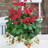 Rosen-Erdbeere 'Summer Breeze Rose' F1