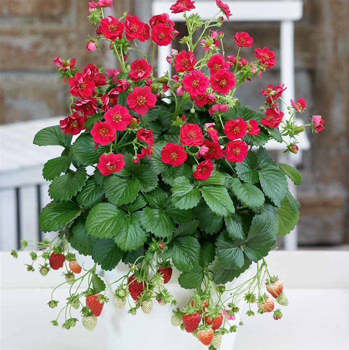 Rosen-Erdbeere 'Summer Breeze Rose' F1