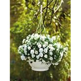 Mini-Winterveilchen 'Ice Babies® White'
