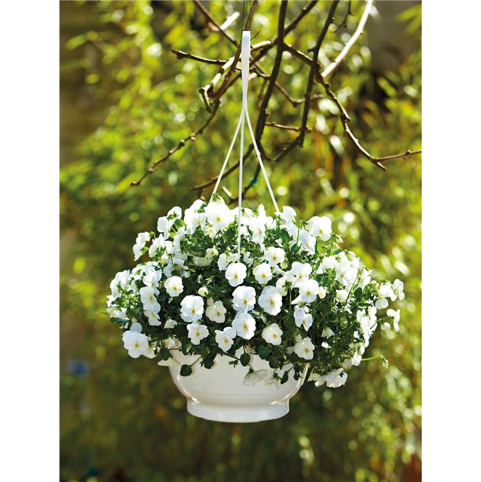 Mini-Winterveilchen 'Ice Babies® White'