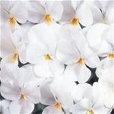Mini-Winterveilchen 'Ice Babies® White'