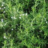 Staudenbohnenkraut 'Bolero'