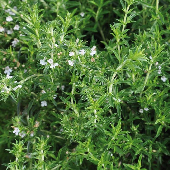 Staudenbohnenkraut 'Bolero'