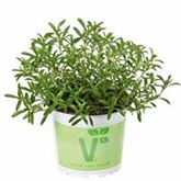 Staudenbohnenkraut 'Bolero'