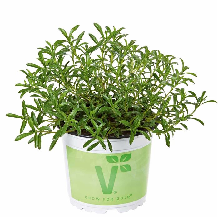 Staudenbohnenkraut 'Bolero'