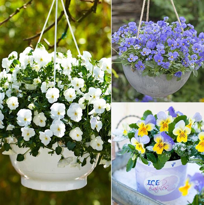 Mini-Winterveilchen 'Ice Babies® Winterlandschaft'