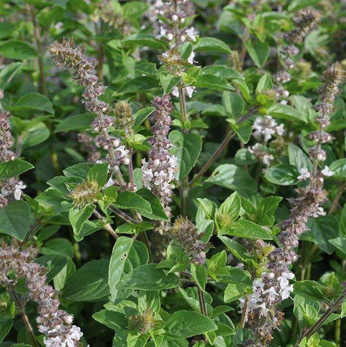 Strauchbasilikum 'Magic White'