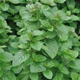 Orangen-Minze 'Granada'