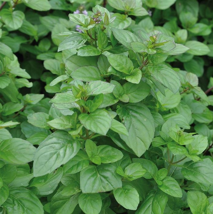 Orangen-Minze 'Granada'