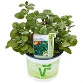 Orangen-Minze 'Granada'