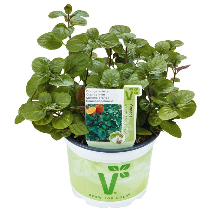 Orangen-Minze 'Granada'