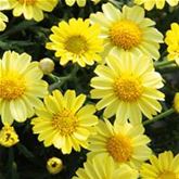 Strauchmargerite 'Aramis® Yellow'