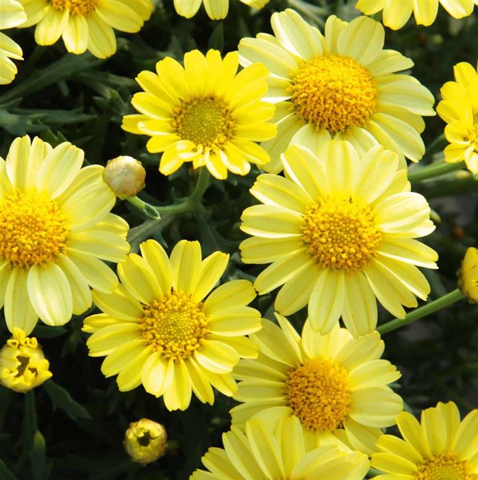 Strauchmargerite 'Aramis® Yellow'