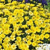 Strauchmargerite 'Aramis® Yellow'