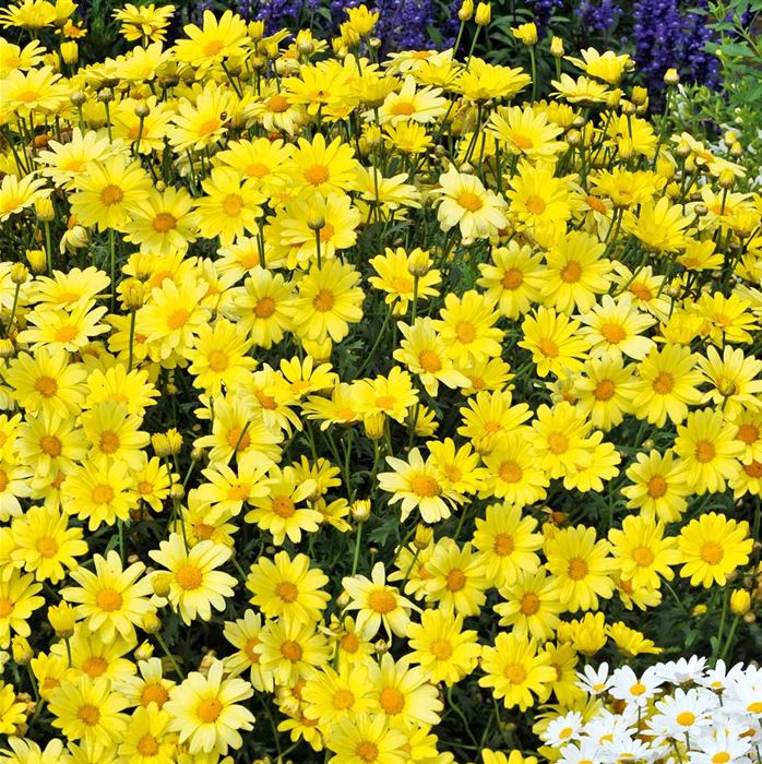 Strauchmargerite 'Aramis® Yellow'