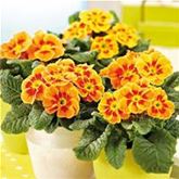 Tiger-Primel 'Solena®' F1