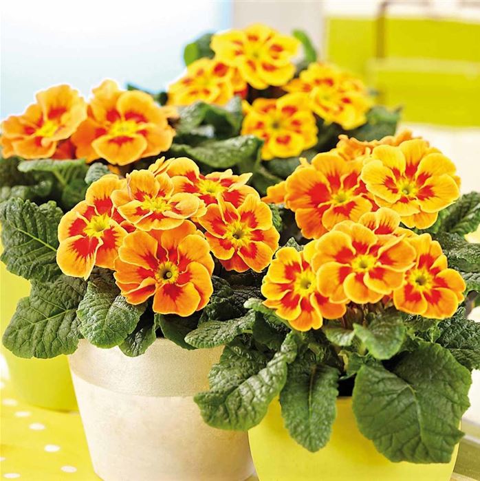 Tiger-Primel 'Solena®' F1