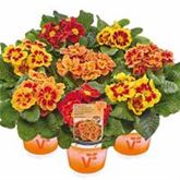 Tiger-Primel 'Solena®' F1