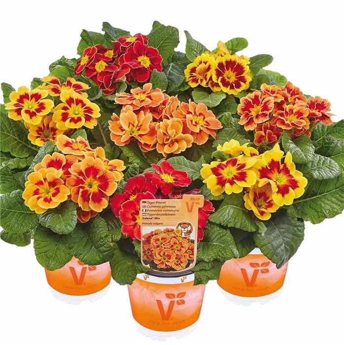 Tiger-Primel 'Solena®' F1