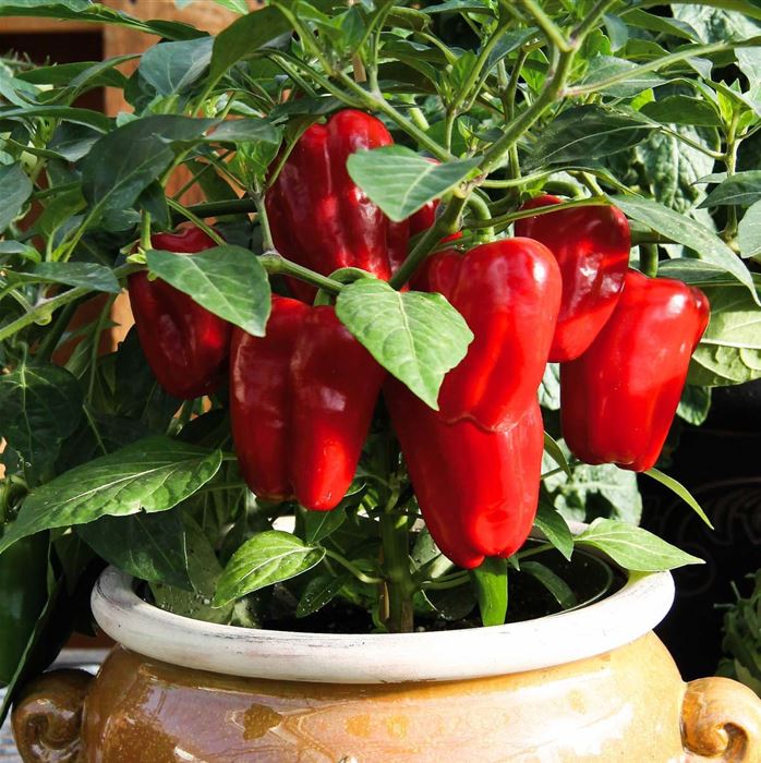Topf-Paprika 'Redskin' F1