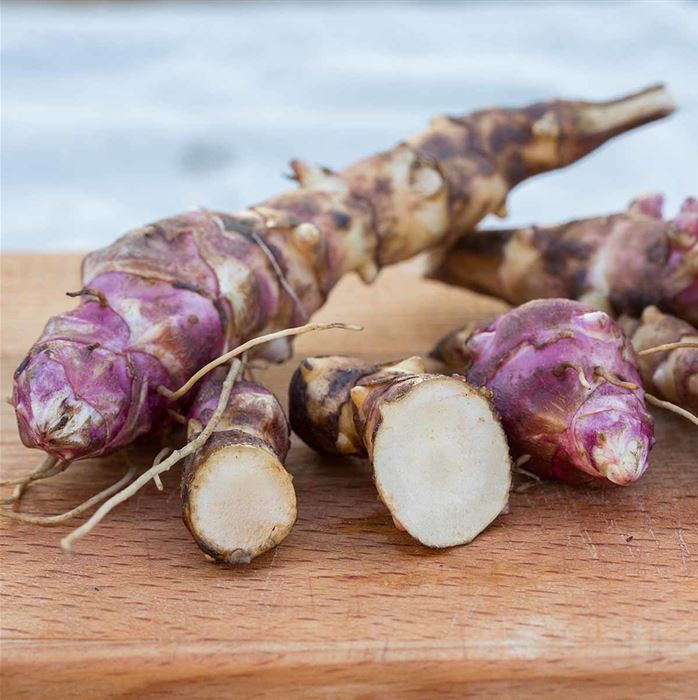 Topinambur 'Papas®'