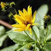 Topinambur 'Papas®'