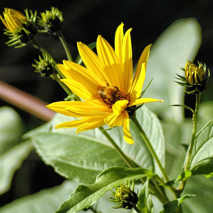 Topinambur 'Papas®'