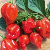 Trinidad-Chili 'Fortado® Red'