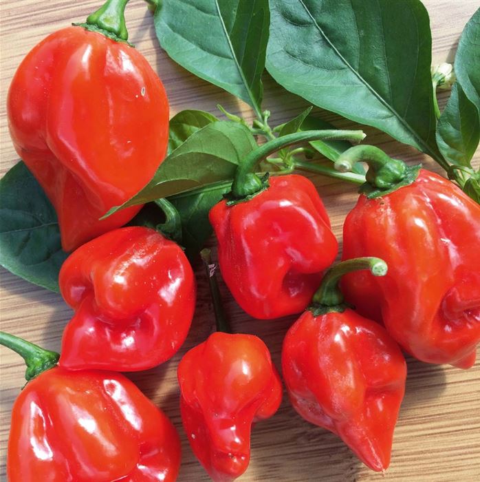 Trinidad-Chili 'Fortado® Red'