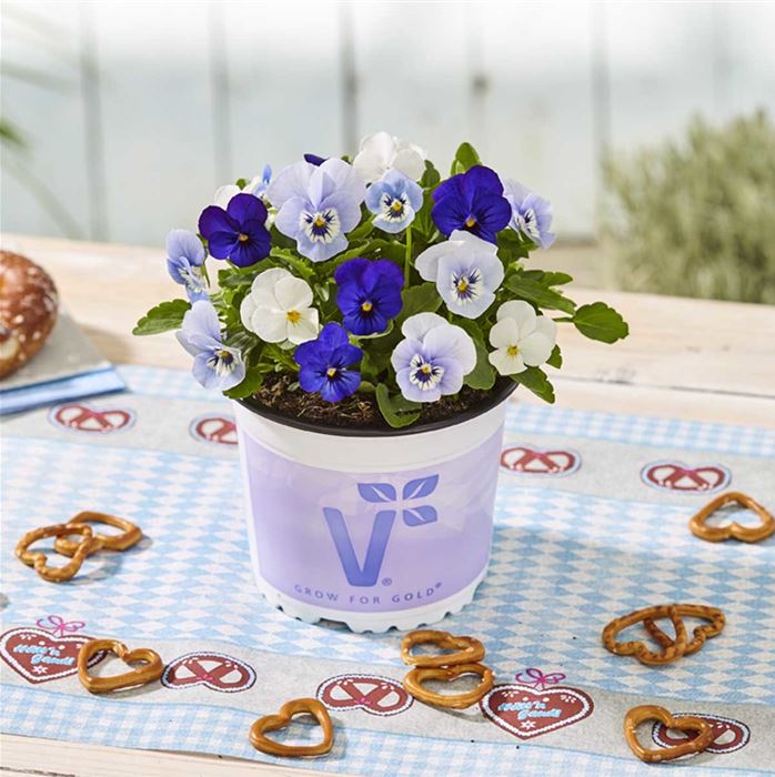 Veilchen Trio 'Oktoberfest'