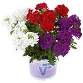 Verbene 'Vectura® Trio Flower Power'