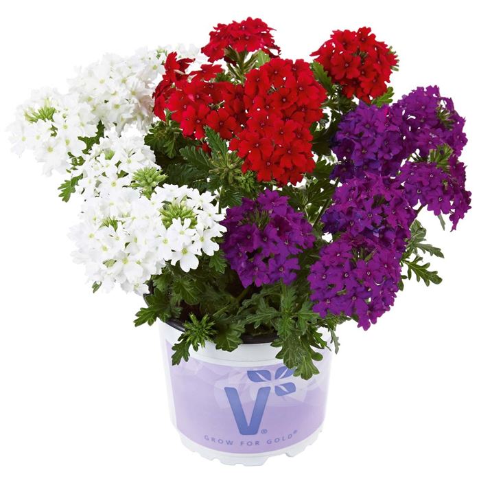 Verbene 'Vectura® Trio Flower Power'