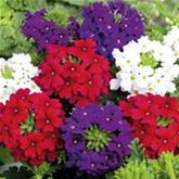 Verbene 'Vectura® Trio Flower Power'