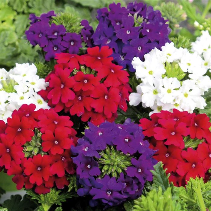 Verbene 'Vectura® Trio Flower Power'