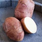 Vital-Kartoffel 'Axona'