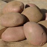 Vital-Kartoffel 'Axona'