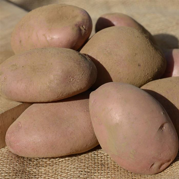 Vital-Kartoffel 'Axona'