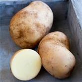 Vital-Kartoffel 'Sarpo Shona'