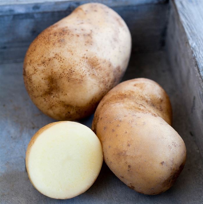 Vital-Kartoffel 'Sarpo Shona'