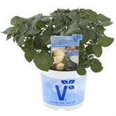 Vital-Kartoffel 'Sarpo Shona'