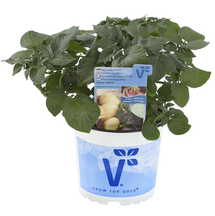 Vital-Kartoffel 'Sarpo Shona'