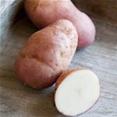 Vital-Kartoffel 'Sarpo Una'