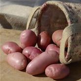 Vital-Kartoffel 'Sarpo Una'