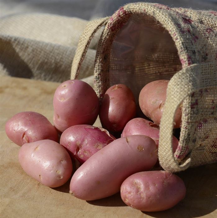 Vital-Kartoffel 'Sarpo Una'