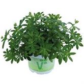 Waldmeister 'Sterntaler'