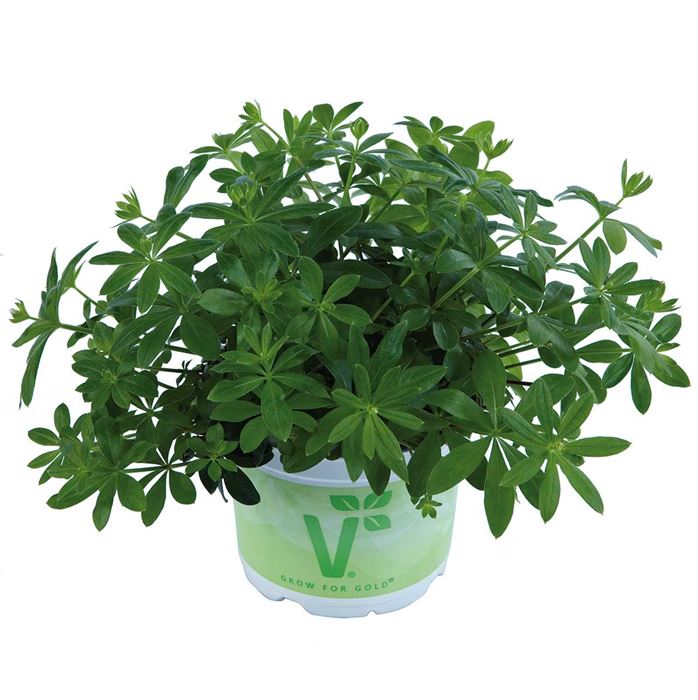 Waldmeister 'Sterntaler'